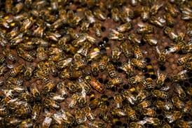 Toddler thought she had monsters in her room; instead, it was 65,000 bees in the wall