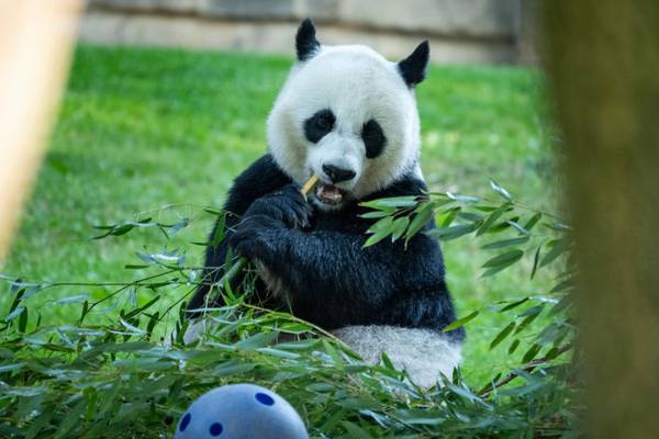 Pandas to return to US; pair to live at San Diego Zoo