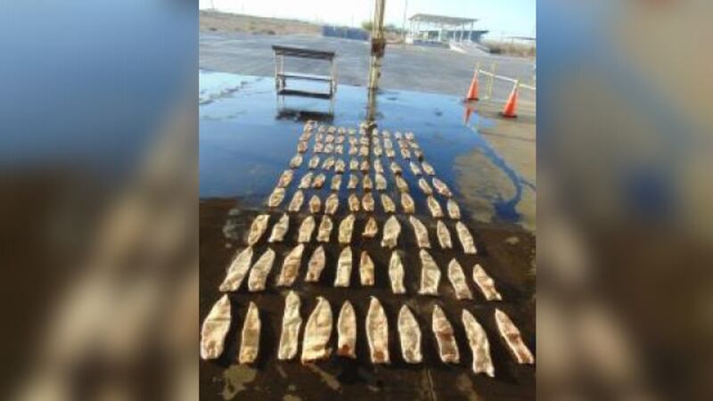 Authorities conducted what is believed to be the second-largest seizure of an endangered fish out of San Luis Port of Entry in Arizona on Tuesday, officials say.