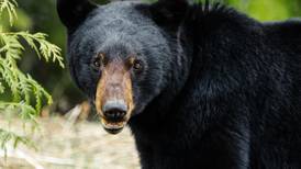 Bear accidentally snaps hundreds of ‘selfies’ on Colorado wildlife camera