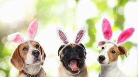 Your rescue pet could be the next Cadbury ‘bunny’ – and win $5,000