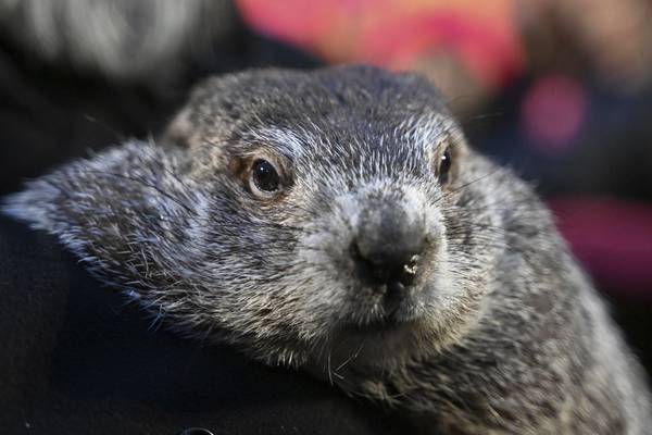 Punxsutawney Phil's babies are named Shadow and Sunny. Just don't call them the heirs apparent