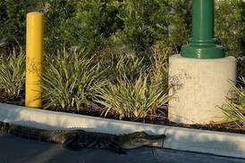Alligator spotted waiting in line at Starbucks drive-thru