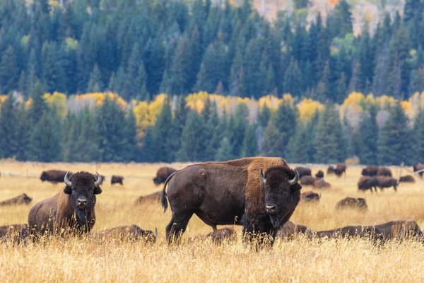 Man arrested after officials said he kicked bison in Yellowstone