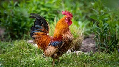 ‘He calls the chicken police on me’: Florida man facing charges after killing neighbor’s pet rooster
