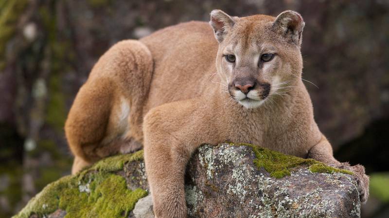 Officials say a hiker was injured earlier this week after they had encountered a mountain lion during a walk with their dog in Malibu, California.