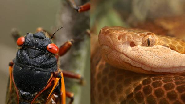 NE Ga cicadas might mean more snake sightings