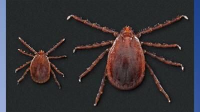 Asian longhorned ticks found in 19 states, CDC warns