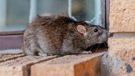 Pest control experts reveal 50 most rat-infested U.S. cities