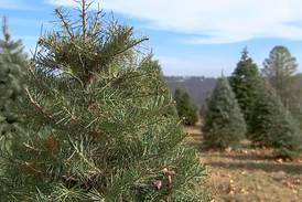Hall Co tree farmers say live Christmas trees might be in short supply this year