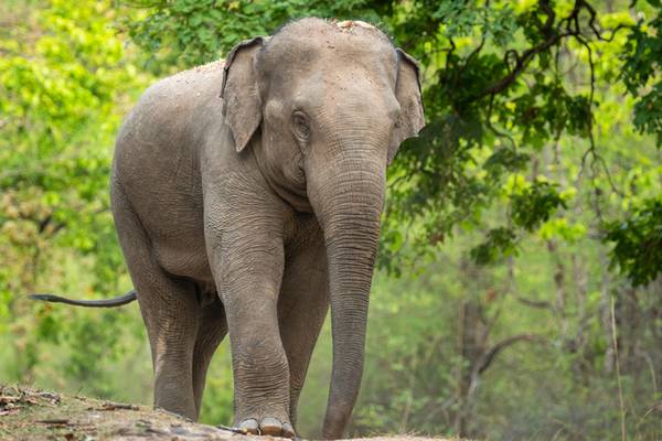 Elephant walk: Pachyderm trots across busy street after escaping circus handlers