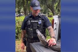 ‘You’ve gotta leave those grandmas alone’: Alligator caught at 104-year-old’s home