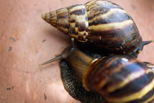 Invasive giant African land snail found in Florida can carry meningitis, officials warn