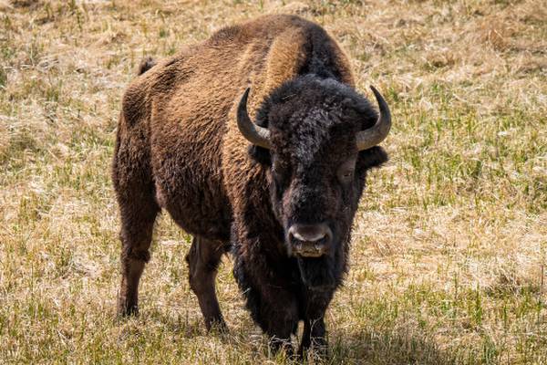 Man injured after kicking bison in the leg while under influence of alcohol at Yellowstone