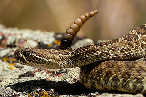 Man receives live rattlesnake in mail; thinks someone is trying to kill him