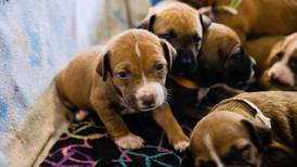 A-CC Animal Control lays out plans for pet fostering