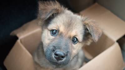 Better Business Bureau warns consumers to beware of puppy scams