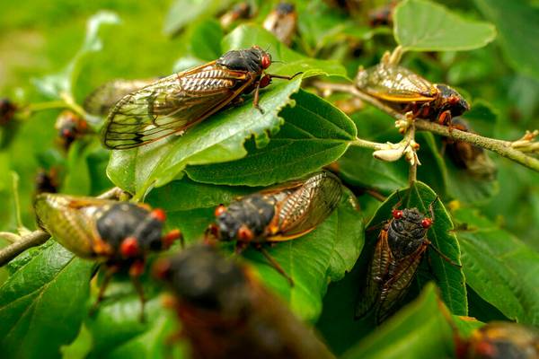 Cicadas emerging in Elbert Co