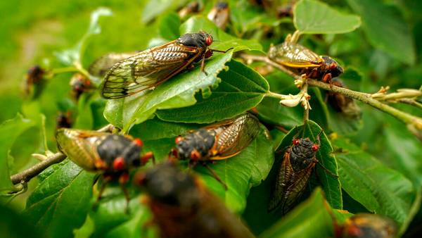 Cicadas emerging in Elbert Co