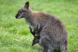 Pet wallaby hopping free in western New York