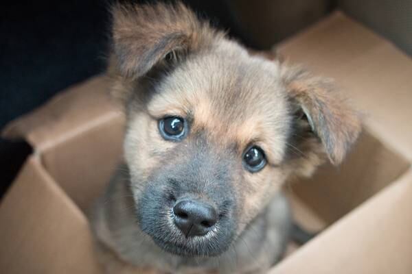 Better Business Bureau warns consumers to beware of puppy scams