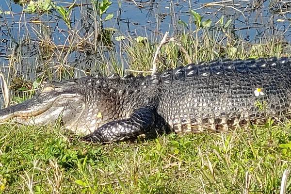 6-foot alligator freed after being stuck in drainpipe for several months 