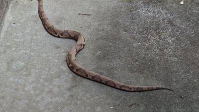 Warmer weather means more snakes slithering across Georgia