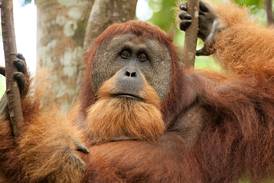 Scientists say an orangutan used medicinal plant to treat its wound
