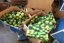Customs agents find more than $3M of cocaine hidden in shipment of limes