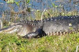 Hook, line and sinker: Alligator snatches fish from line of fly-fishing teen